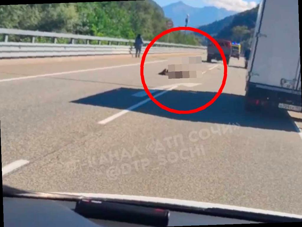 Водитель, который сбил медвежонка на трассе в Сочи, может быть оштрафован на 60 тысяч рублей