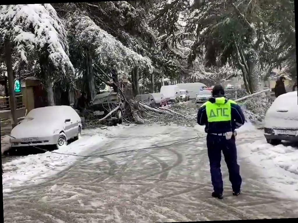В Сочи упало дерево из-за снегопада