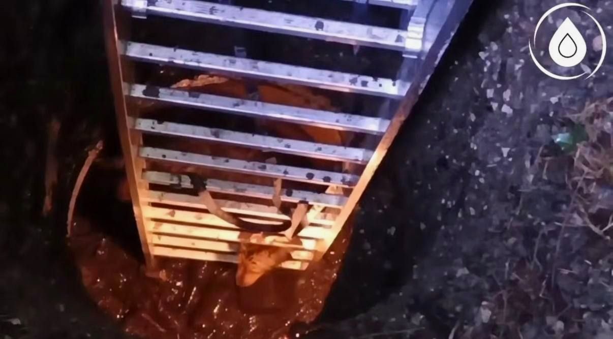 Сотрудники водоканала Сочи провели спасение собаки из колодца