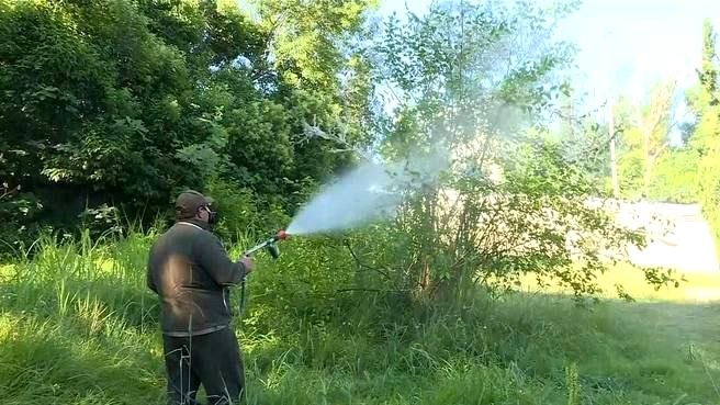 Борьба с вредителями деревьев продолжается в Сочи