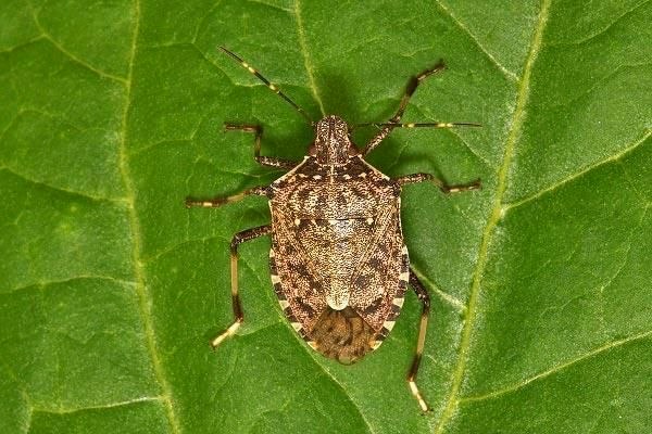 В Сочи обсуждаются меры по снижению численности коричнево-мраморного клопа